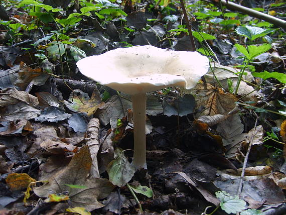 strmuľka Clitocybe sp.