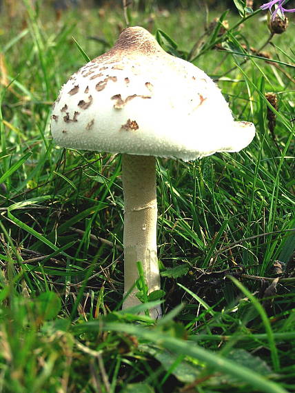 bedľa Konradova Macrolepiota konradii (Huijsman ex P.D. Orton) M.M. Moser