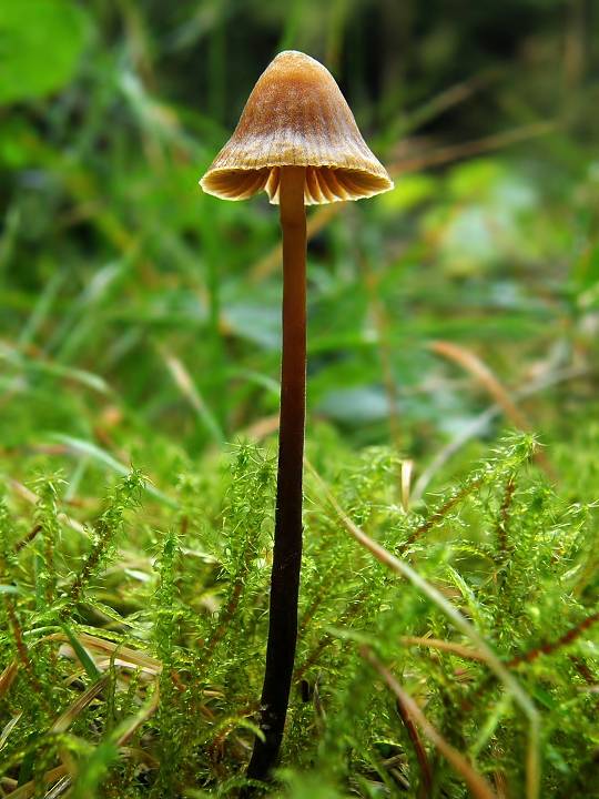 prilbička? Mycena sp.?