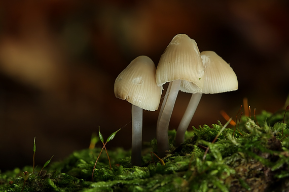 prilbička Mycena sp.