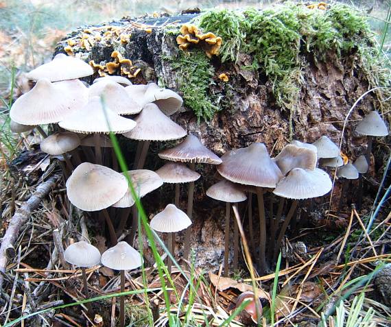 prilbička Mycena sp.