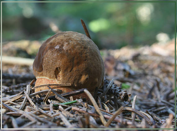 hríb zrnitohlúbikový Sutorius luridiformis (Rostk.) G. Wu & Zhu L. Yang