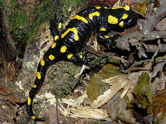 salamandra škvrnitá