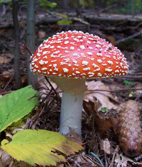 muchotrávka červená Amanita muscaria (L.) Lam.