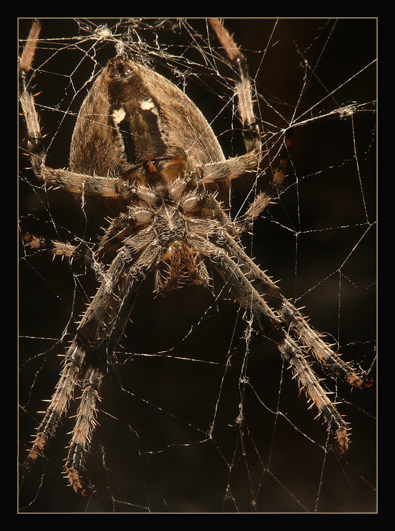 pavúk Araneus diadematus