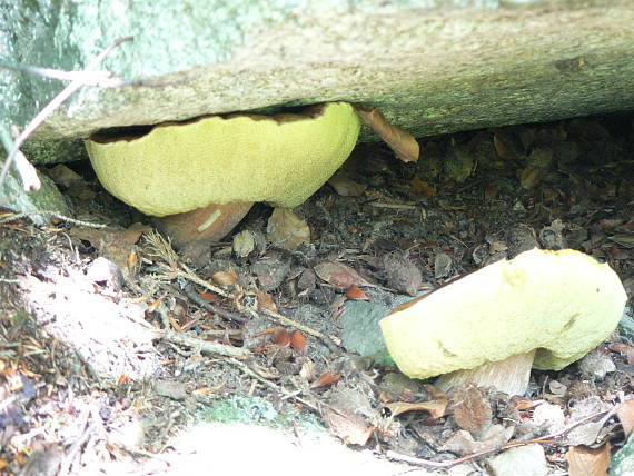 hríb smrekový Boletus edulis Bull.