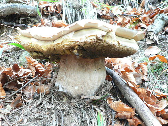 hríb smrekový Boletus edulis Bull.