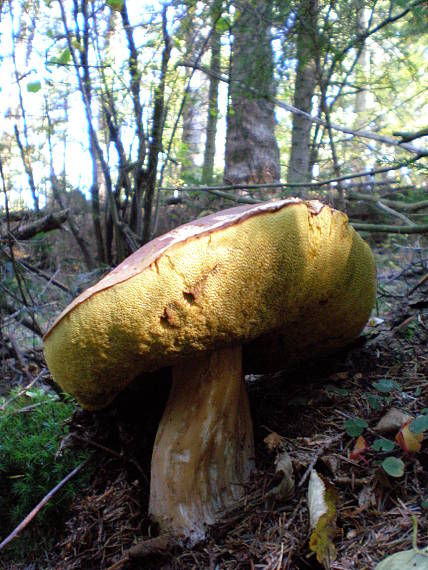 hríb smrekový Boletus edulis Bull.