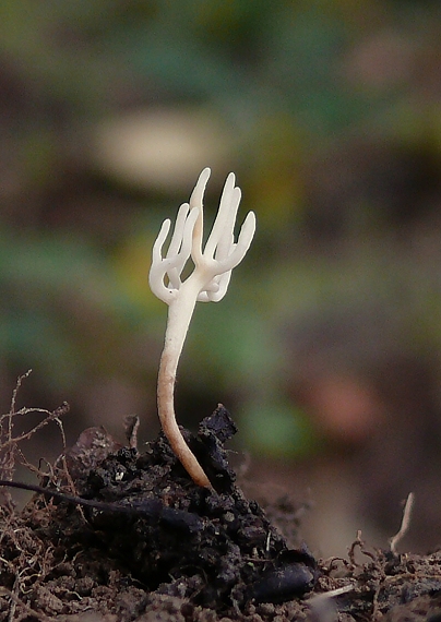 pakonárovka? Clavulinopsis sp.?