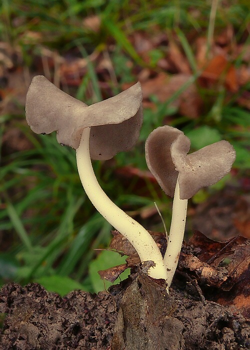 chriapač pružný Helvella elastica Bull.