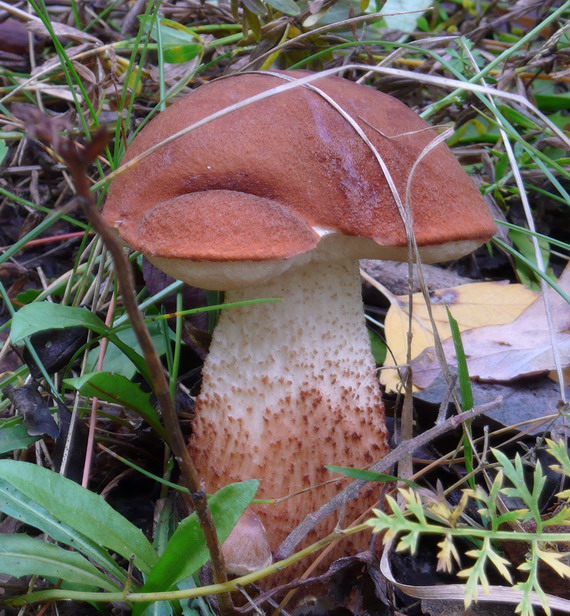 kozák dubový Leccinum aurantiacum (Bull.) Gray