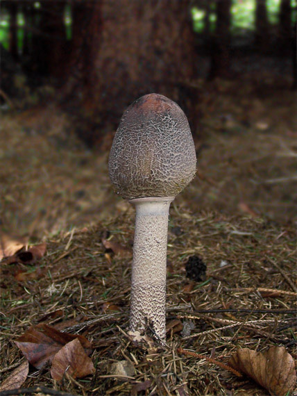 bedľa vysoká Macrolepiota procera (Scop.) Singer