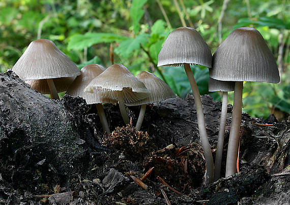 prilbička Mycena sp.