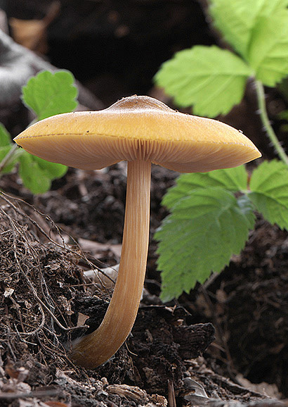 štítovka Pluteus sp.