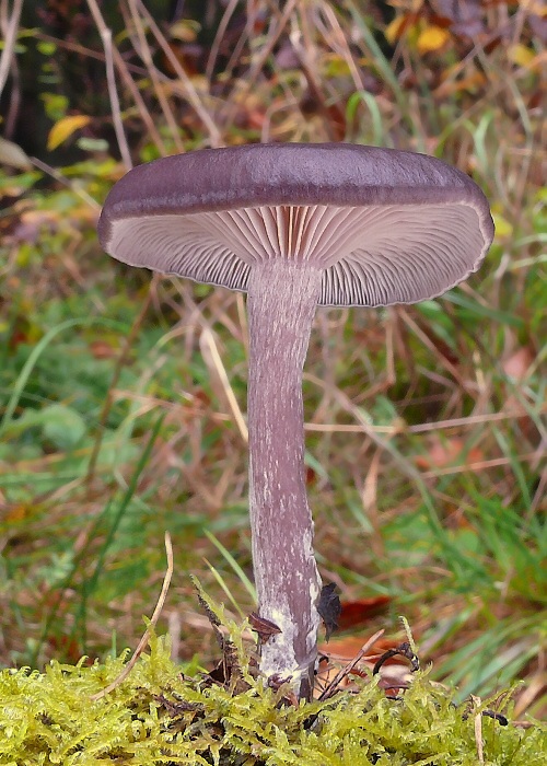 strmulica čiašková Pseudoclitocybe cyathiformis (Bull.) Singer