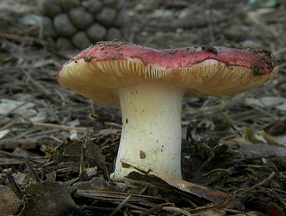 plávka Russula