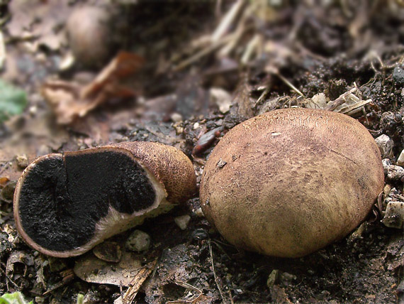 pestrec bradavičnatý Scleroderma verrucosum (Bull.) Pers.