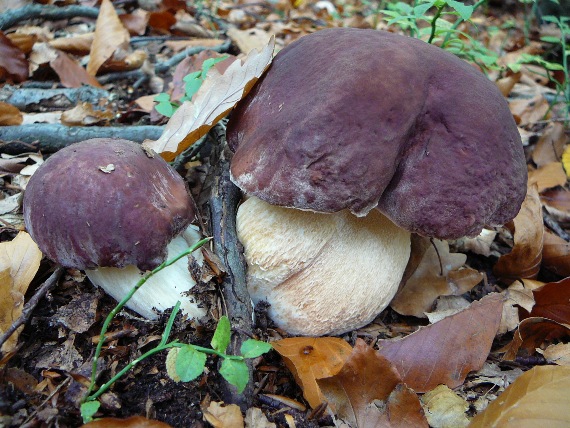 hríb sosnový boletus pinophilus Pil. et Dermek in Pil.