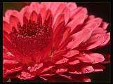 chryzantéma tmavočervená