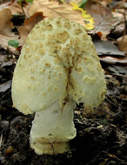 muchotrávka citrónovožltá Amanita citrina Pers.