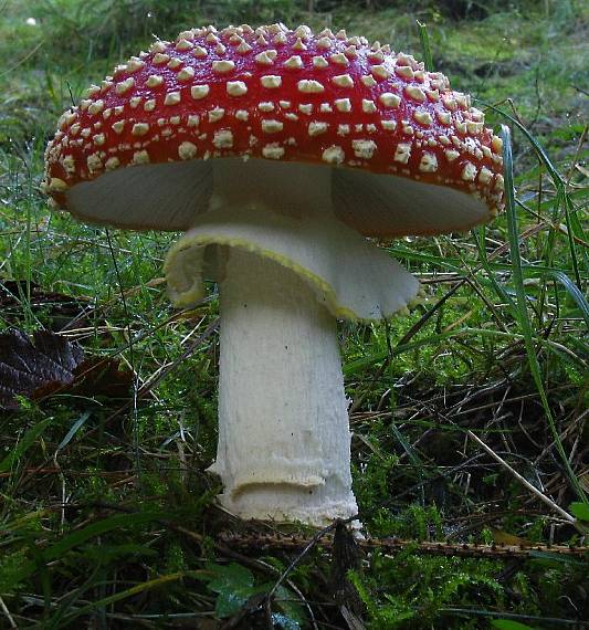 muchotrávka červená. Amanita muscaria (L.) Lam.