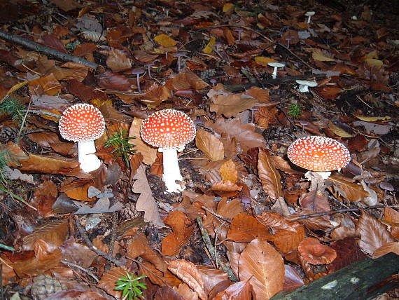 muchotrávka červená Amanita muscaria (L.) Lam.