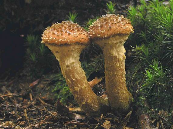 podpňovka tmavá Armillaria ostoyae (Romagn.) Herink