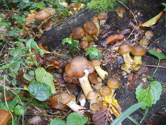 podpňovka Armillaria sp.