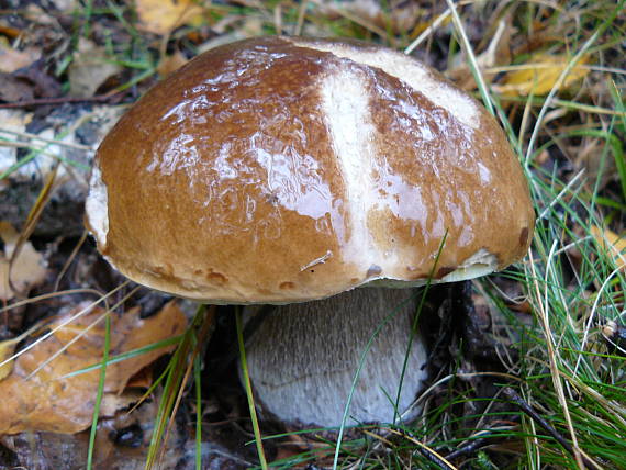 hríb smrekový Boletus edulis Bull.