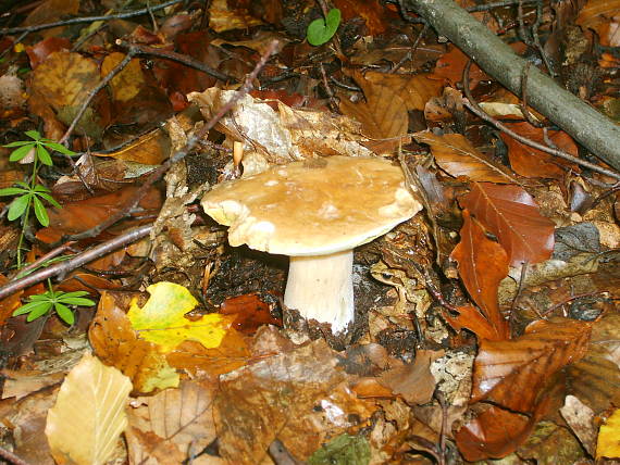 hrib Boletus sp.