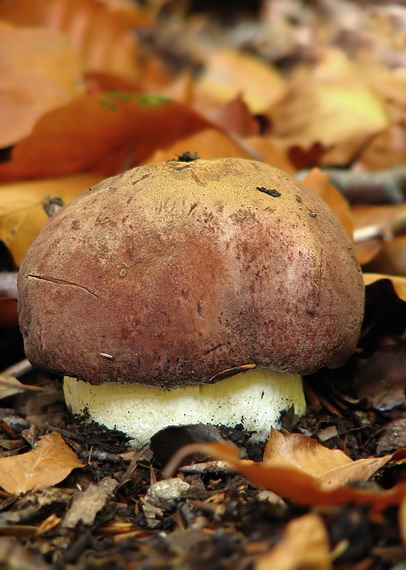 hríb príveskatý Butyriboletus appendiculatus (Schaeff. ex Fr.) Secr.