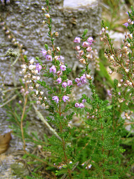 vres obyčajný Calluna vulgaris (L.) Hull