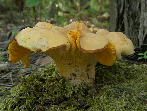 kuriatko jedlé Cantharellus cibarius Fr.