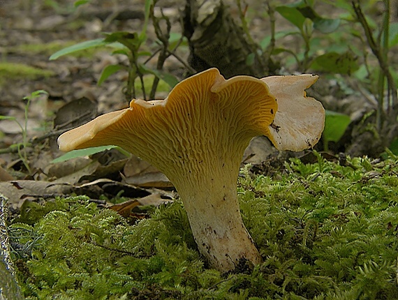 kuriatko jedlé Cantharellus cibarius Fr.