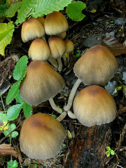 hnojník lesný Coprinus silvaticus Peck