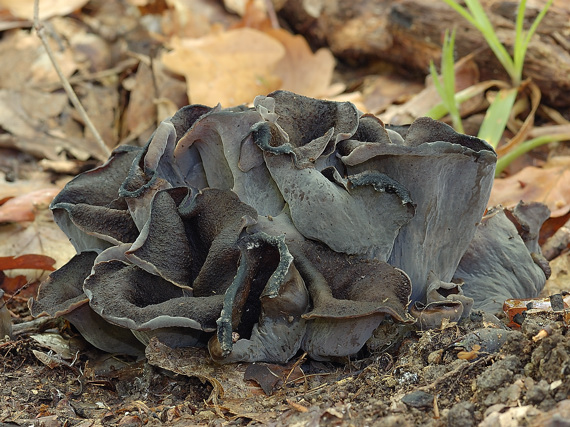 lievik trúbkovitý Craterellus cornucopioides (L.) Pers.