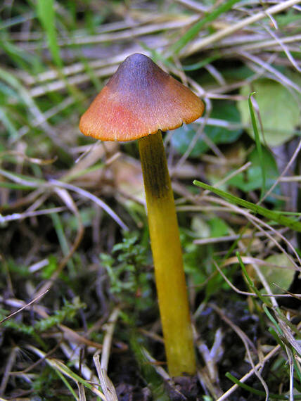 lúčnica kužeľovitá Hygrocybe conica (Schaeff.) P. Kumm.