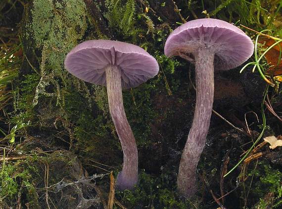 lakovka ametystová Laccaria amethystina (Huds.) Cooke