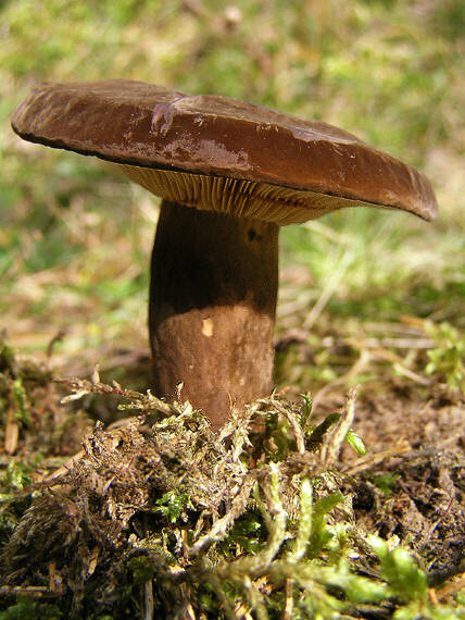 rýdzik sadzový Lactarius picinus Fr.