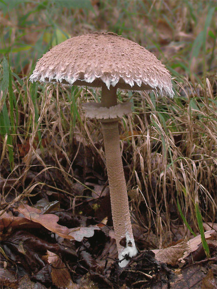 bedľa hustošupinatá ??? Leucoagaricus nympharum (Kalchbr.) Bon