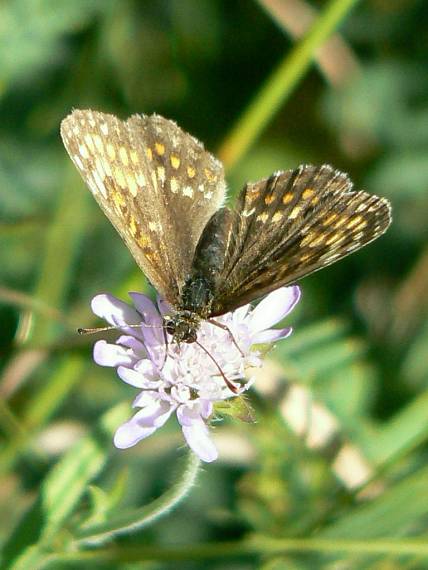 hnedáčik čermeľový Melitaea diamina