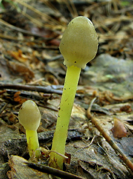 prilbička slizká Mycena epipterygia (Scop.) Gray