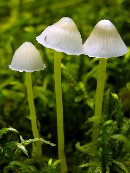 prilbička slizká Mycena epipterygia (Scop.) Gray