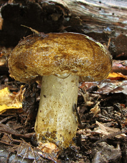 čechračka jelšová Paxillus rubicundulus  P.D. Orton