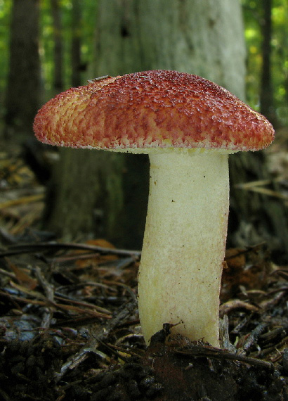 čírovec červenožltý Tricholomopsis rutilans (Schaeff.) Singer