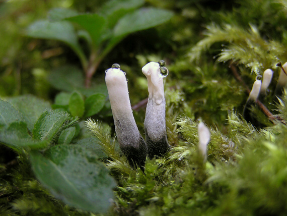 drevnatec parohatý Xylaria hypoxylon (L.) Grev.