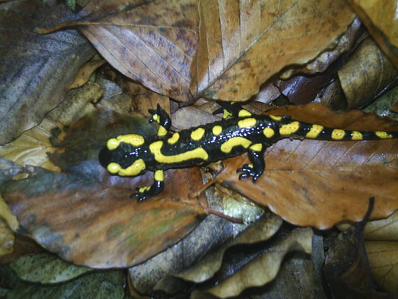 salamandra