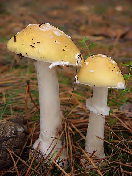 muchotrávka slamovožltá Amanita gemmata (Fr.) Bertill.