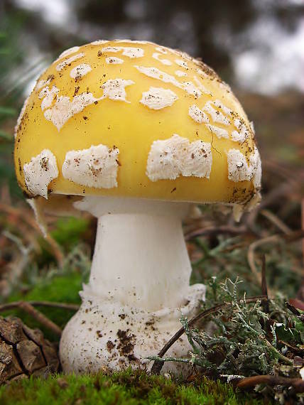 muchotrávka slamovožltá Amanita gemmata (Fr.) Bertill.