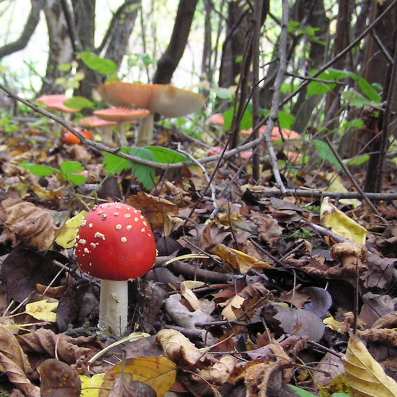 muchotrávka červená Amanita muscaria (L.) Lam.